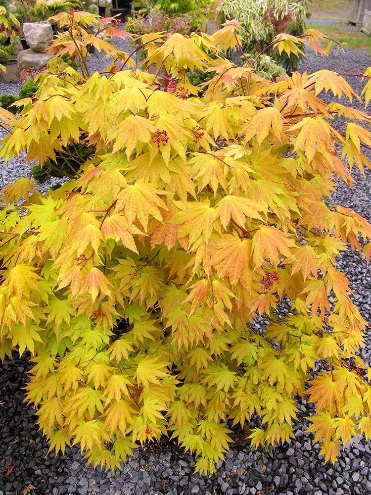 秋月日本枫树进口红枫新品种 团扇叶白泽槭 阳台庭院室内盆栽枫树