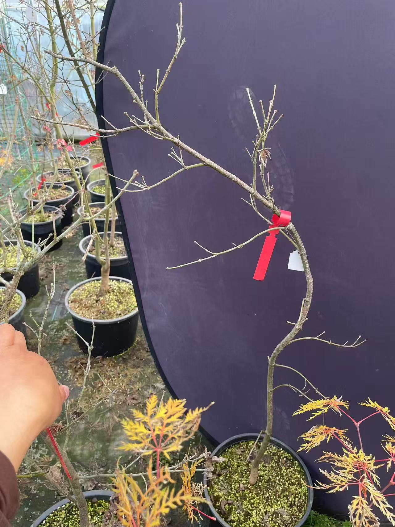 金丝黄羽毛枫树品种枫树观叶植物庭院阳台别墅高端景观羽毛枫苗