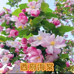 西府海棠树苗海棠树苗垂丝海棠花树苗盆栽室外庭院风景树地栽植物