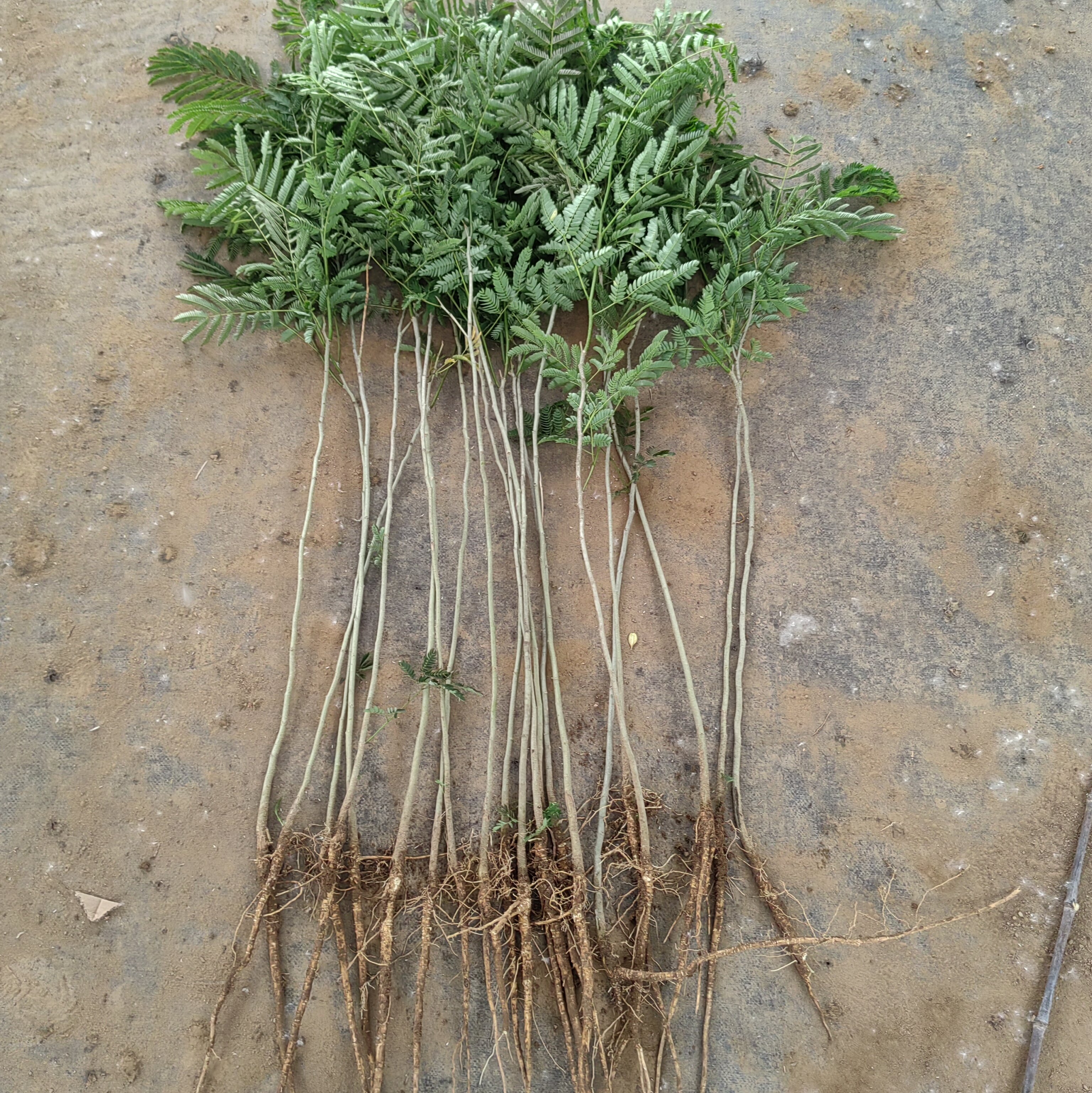 合欢树苗银叶树木庭院种植盆栽