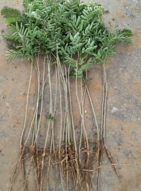 合欢树苗银叶树木庭院种植盆栽