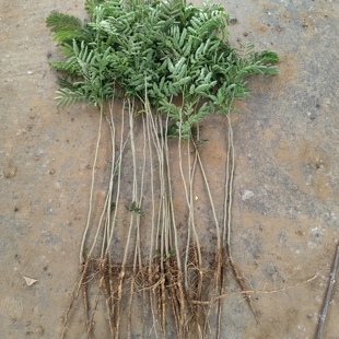 合欢树苗芙蓉树苗绒花树银叶金合欢花树苗树木庭院南北方种植盆栽