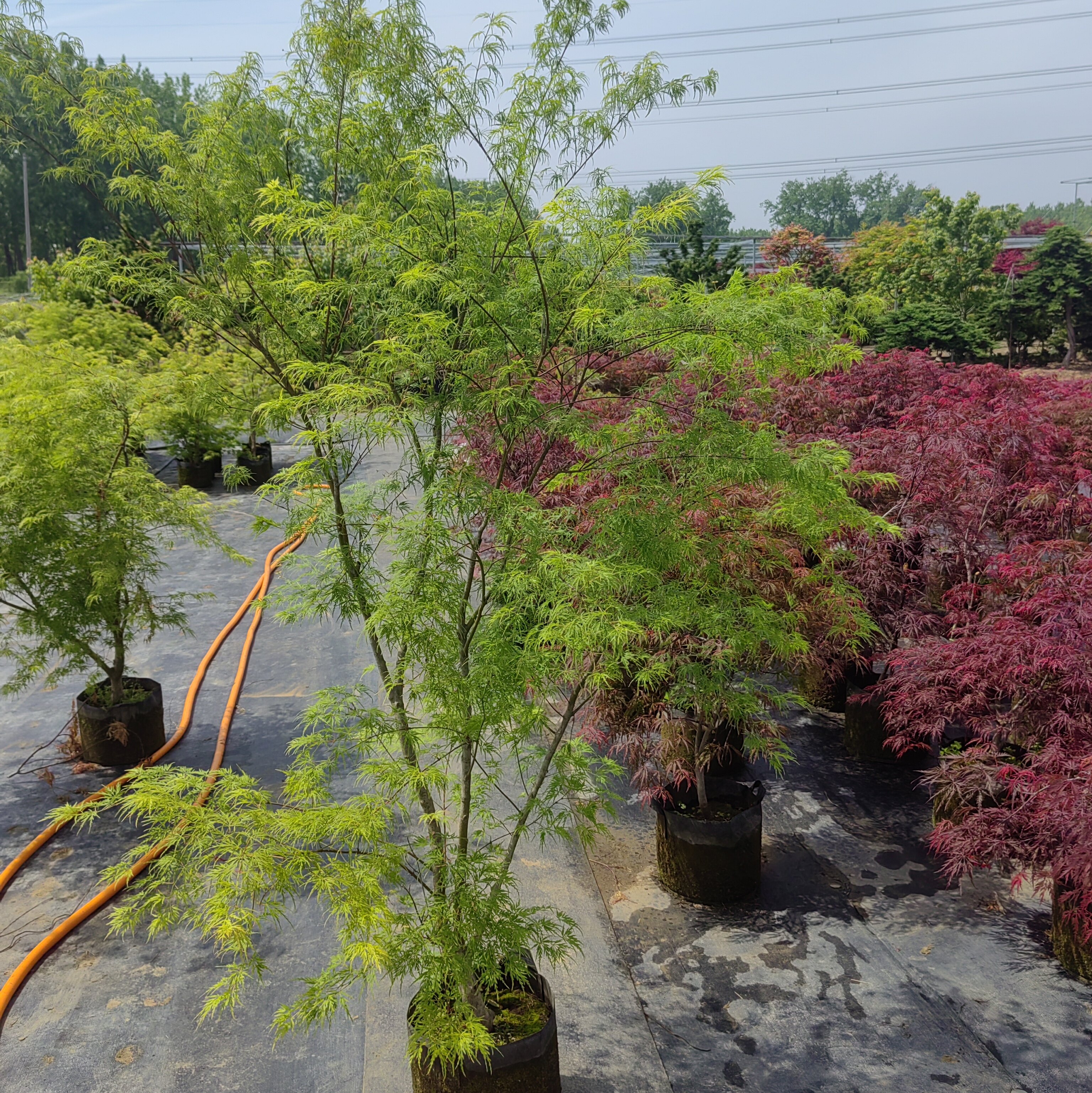 青龙枫树直立羽毛枫苗大规格枫树别墅庭院地栽观赏彩叶品种枫树苗