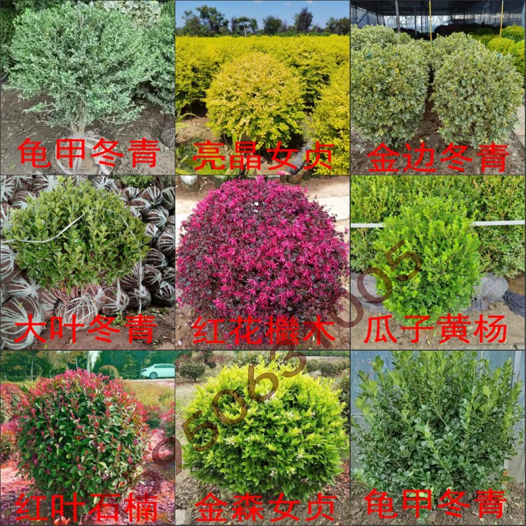 红叶石楠球红花檵木黄杨冬青球别墅庭院绿化苗工程树苗四季常青