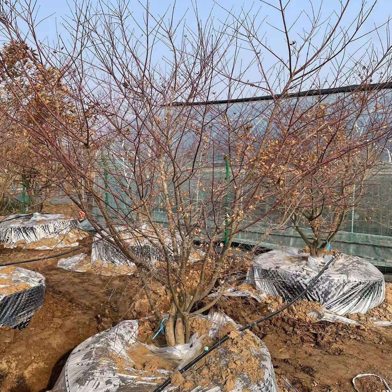 原生出猩猩枫树庭院大型观赏枫树一本多杆丛生出猩猩老桩枫树苗