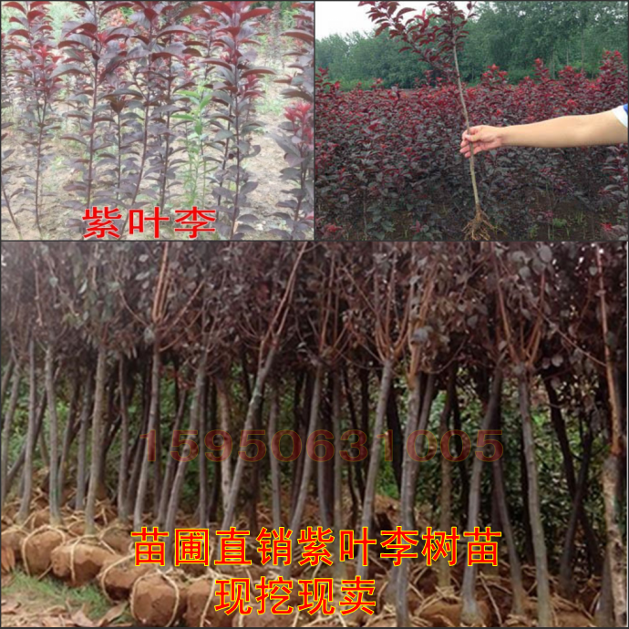 绿化苗木  紫叶李树苗 速生紫叶李苗 红叶李苗