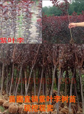 绿化苗木  紫叶李树苗 速生紫叶李苗 红叶李苗