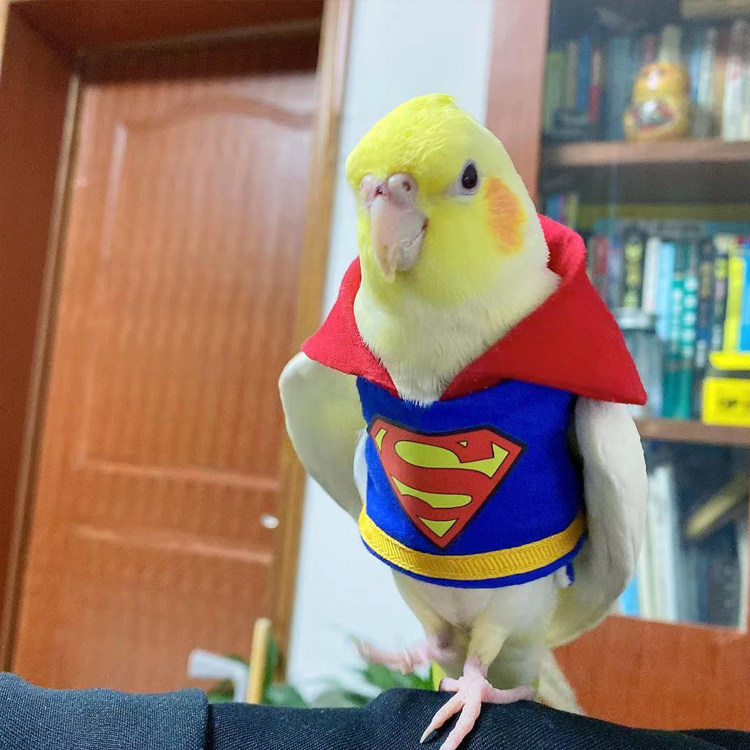 yoyo定制鸟衣服飞行服玄凤牡丹虎皮鹦鹉网红超人可爱放飞遛鸟服装