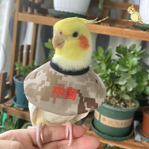 鹦鹉伊丽莎白圈防啄羽脖套伤口保护围嘴脖套项圈玄凤虎皮牡丹斗篷