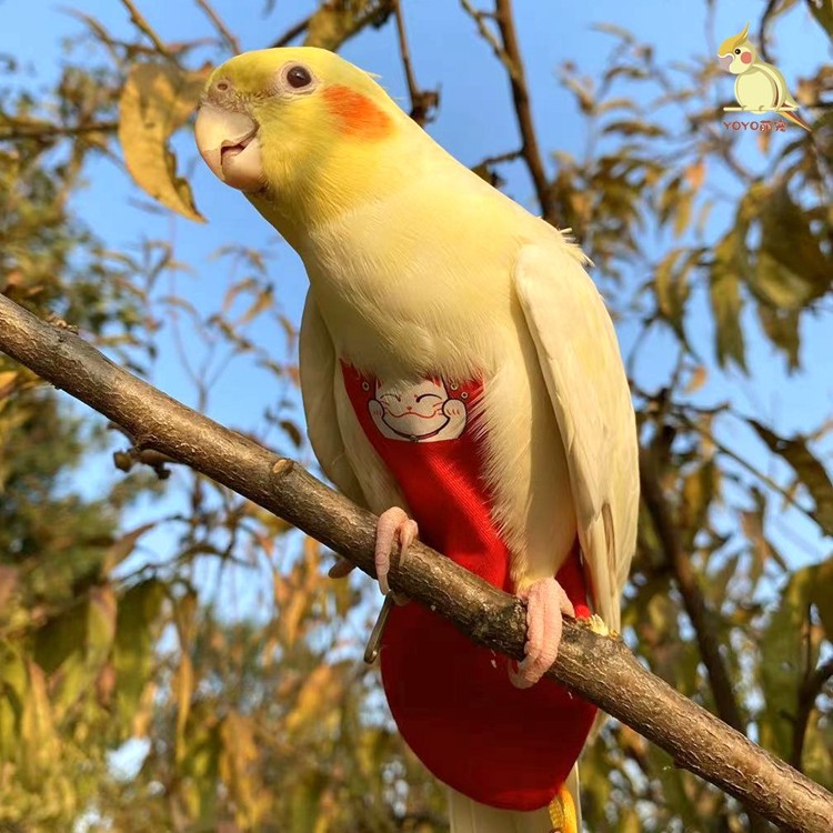 鹦鹉衣服玄凤牡丹虎皮尿不湿新年喜庆招财猫网红可爱个性汉服屎兜