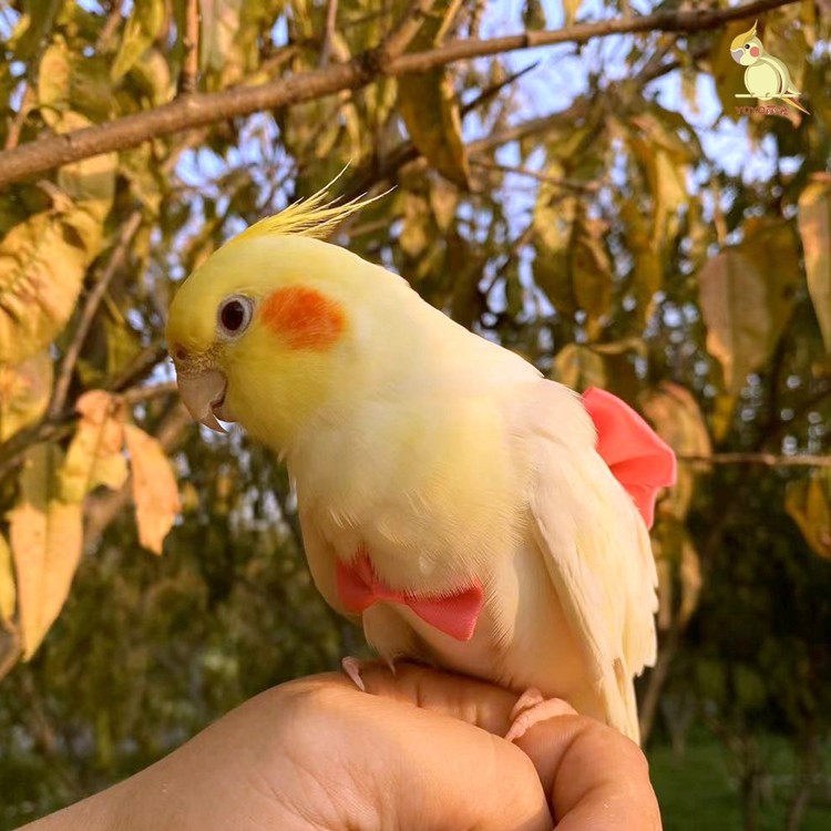 鹦鹉衣服玄风屎兜定制加厚保暖尿不湿牡丹虎皮爱鸟用遛鸟衣飞行服