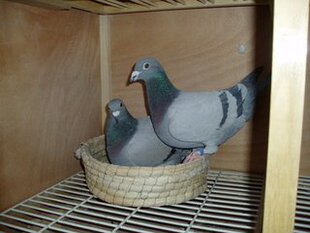鸽子活一对瓦灰白色幼鸽种鸽李鸟吴淞杨阿腾特比公棚成绩信鸽赛鸽