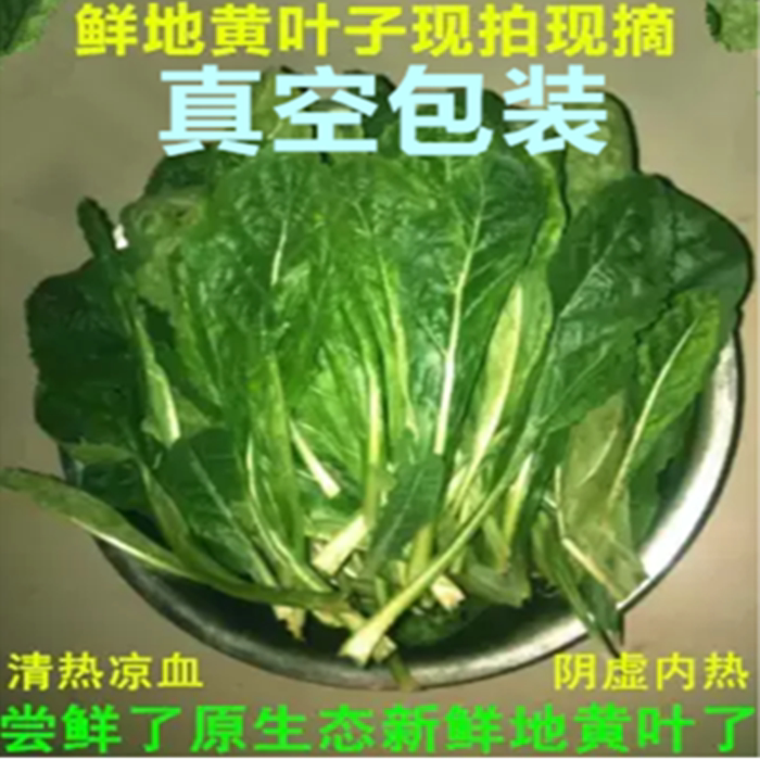 河南焦作新鲜地黄叶 怀地黄叶子怀地黄叶子 鲜生地黄叶 可入药