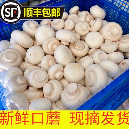 口蘑菇现摘现发新鲜白蘑菇双孢菇新鲜口蘑时令蔬菜食用菌菇顺丰