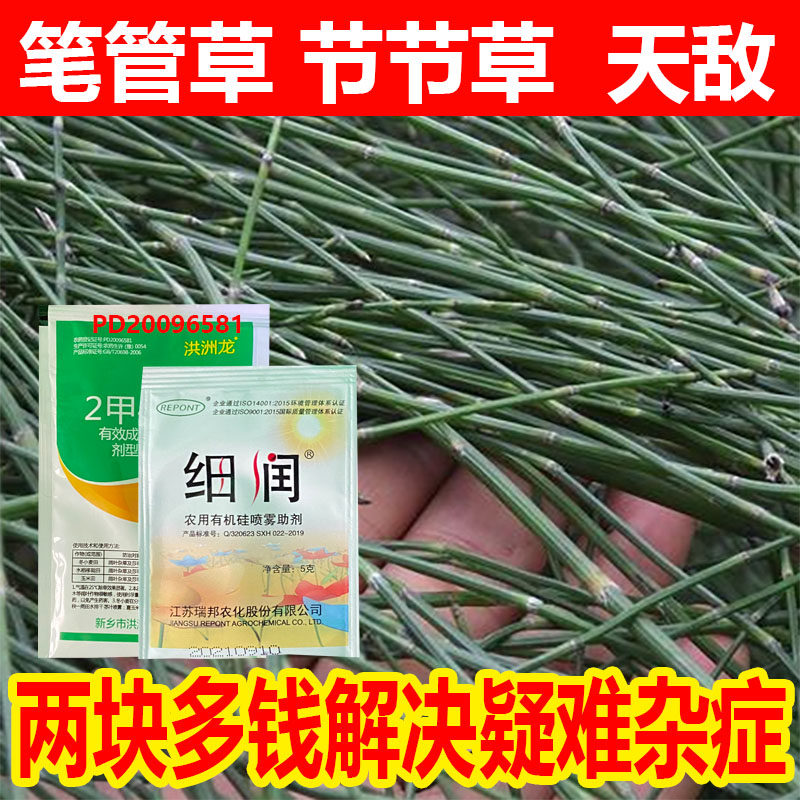笔管草除草剂节节草除草剂接骨草木贼问荆光棍草笔杆草除草剂