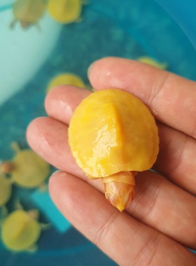 黄金龟变异红眼白化巴西龟苗宠物龟粉雪黄金龟观赏龟金色乌龟活物