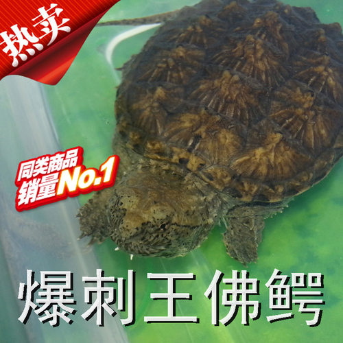 佛罗里达原种活体北美爆刺乌龟