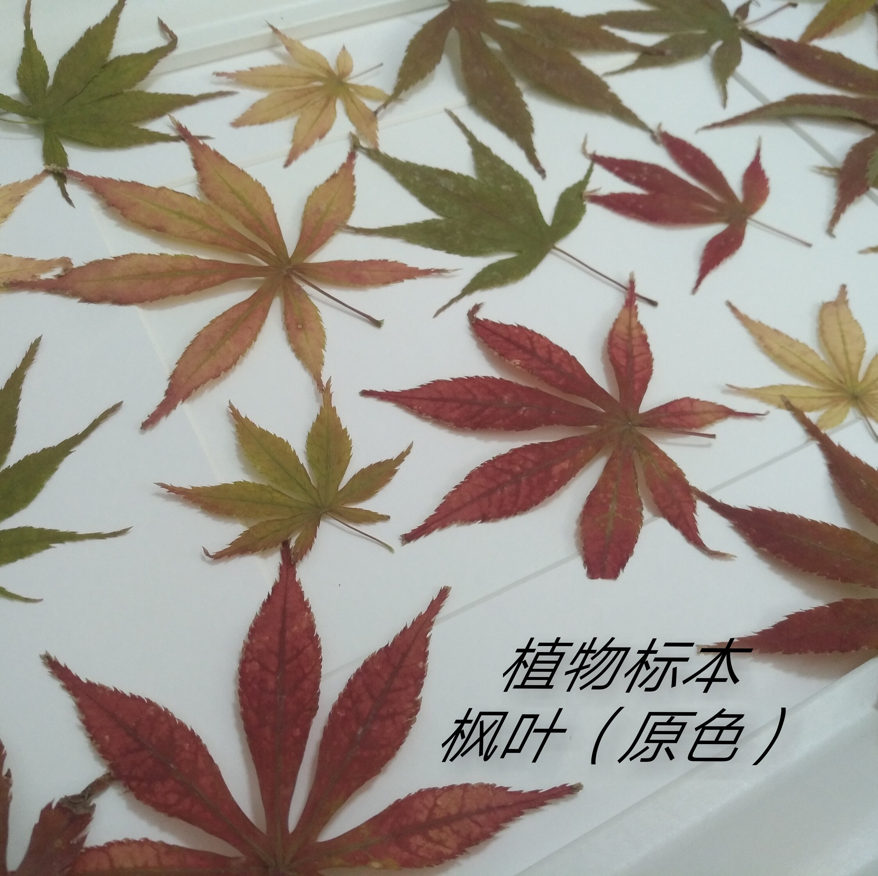 周周压花 押花枫叶叶片真树叶贴画真花树叶贴画植物标本干花压花