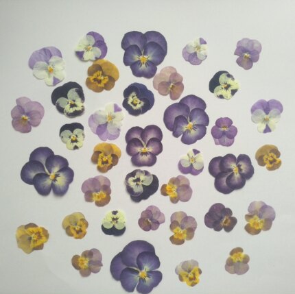 周周押花 角堇三色堇猫脸花植物标本压花滴胶干花贴脸拍摄道具