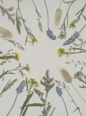 周周押花 野花野草 自然风植物干花标本 压花干花鼠尾草星星草