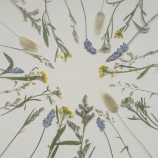 周周押花 野花野草 自然风植物干花标本 压花干花鼠尾草星星草