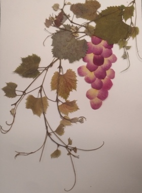 周周押花 葡萄藤花材包月季花瓣 压花真花植物标本干花装饰