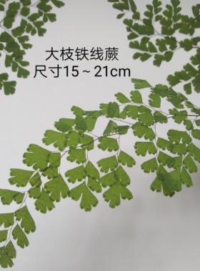 周周押花干花压花植物铁线蕨手工