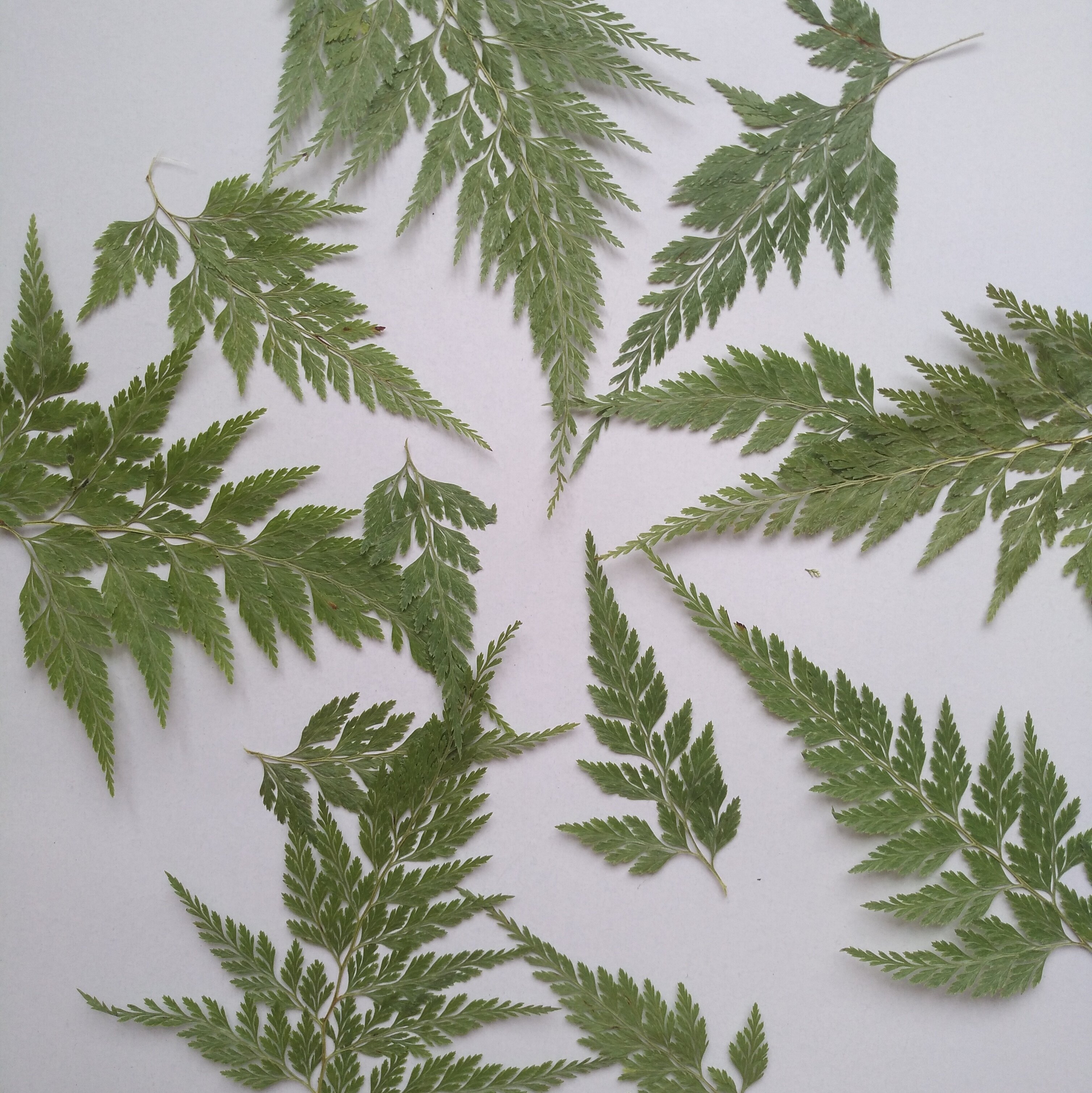 周周押花 乌蕨 狼尾蕨原绿色 植物标本压花干花 手机壳滴胶手工