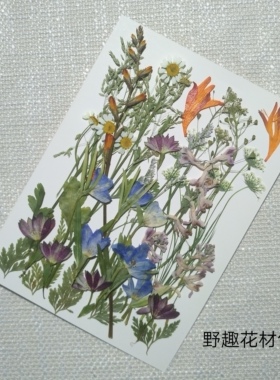周周押花 蕾丝飞燕混花材包 压花真花野趣田园植物标本干花装饰