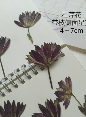 周周押花 星芹紫色白色 压花植物标本干花壳滴胶手工材料