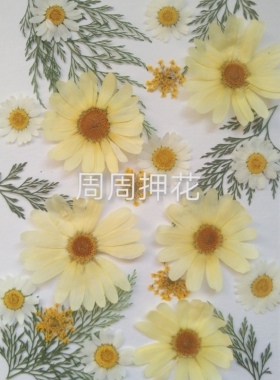 diy周周压花画玛格丽特植物标本