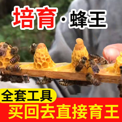 自己做蜂王育王全套蜜蜂用具