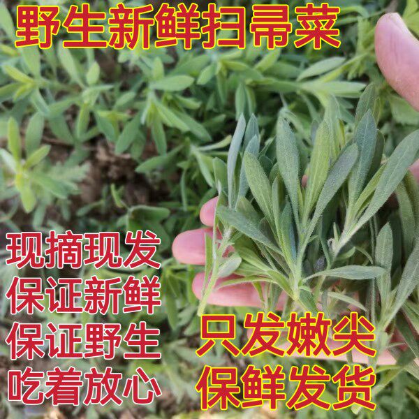 新鲜野生扫帚菜 落肤菜地肤菜落帚菜野菠菜下单后现摘只发嫩尖