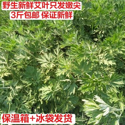 野生新鲜艾草食用清明菜糍粑