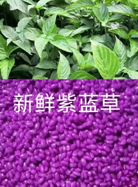 2025新品五色糯米饭原料染料植物花紫蓝草紫色米草150g包邮