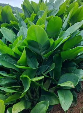 新鲜大粽叶现摘发货非箬叶竹叶粽叶包粽子叶冬叶柊叶包邮