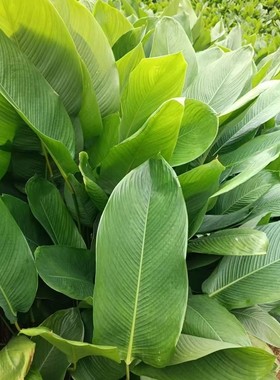 广西野生新鲜大粽叶现摘发货非箬叶竹叶粽叶包粽子叶冬叶柊叶包邮