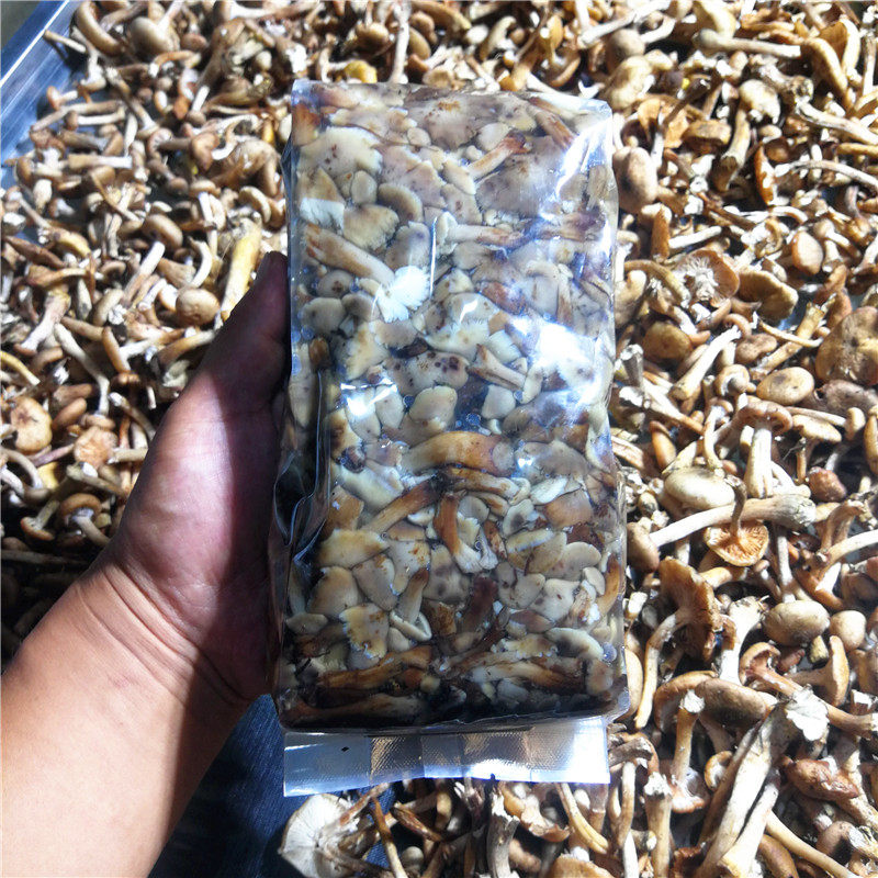 长白山新鲜野生榛蘑芽2斤产地发应季新鲜蘑菇过季发干货冷冻包邮