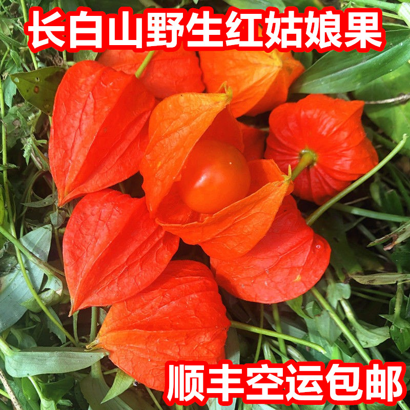 长白山野生红姑娘果新鲜苦菇娘锦灯笼果泡水喝泡蜂蜜过季发冷冻的