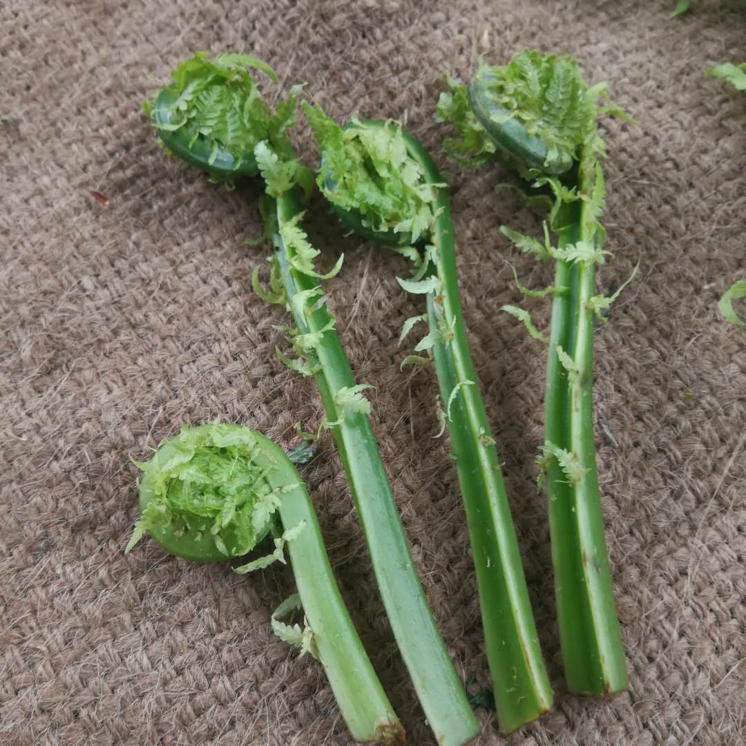 长白山山野菜黄瓜香产地发货