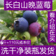 包邮 长白山蓝莓鲜果新鲜速冻6斤装 做果酱果汁酵素泡酒酿红酒果酒