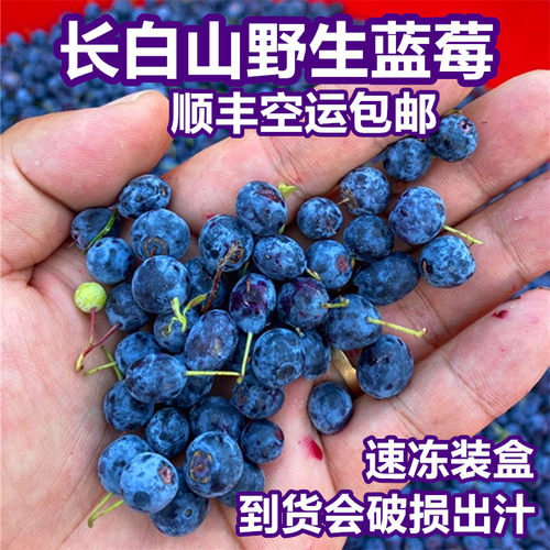 长白山野生蓝莓产地发货顺丰包邮
