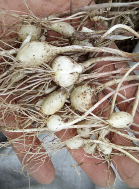 长白山野菜新鲜小根菜大脑瓜野蒜炒鸡蛋包饺子拌凉菜满2份包邮