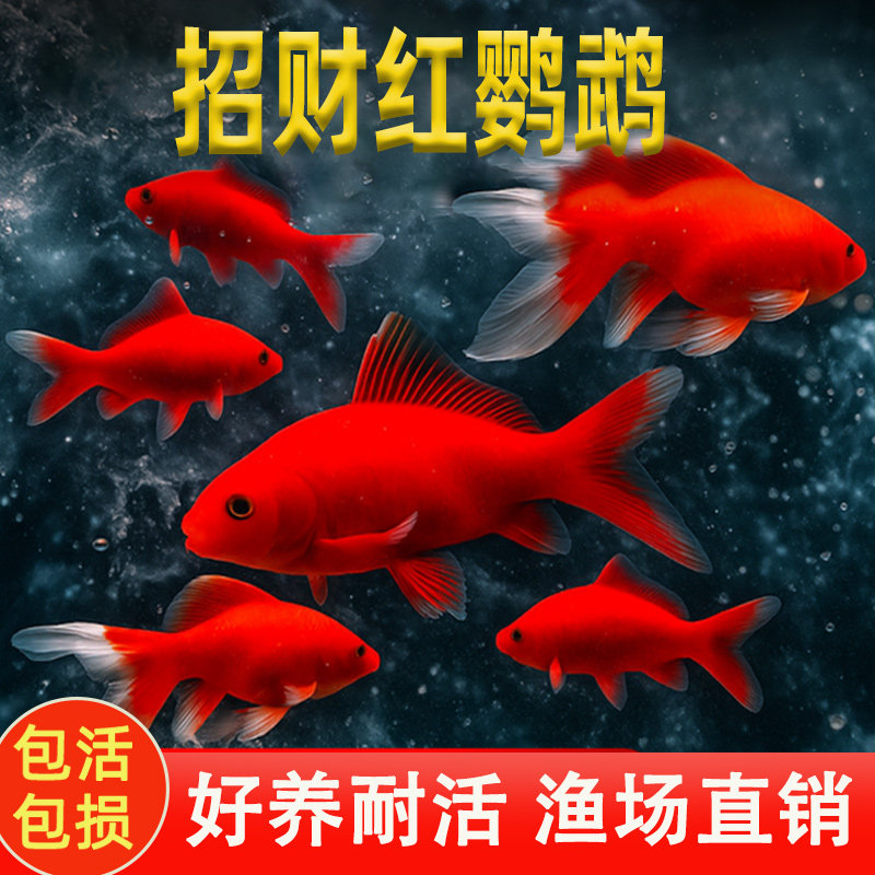 Холодноводная рыба-попугай lucky koi живая, проста в выращивании, устойчива к живой водопроводной воде, может выращивать красную золотую травяную золотую рыбку, пресноводных декоративных рыб Изображение 1