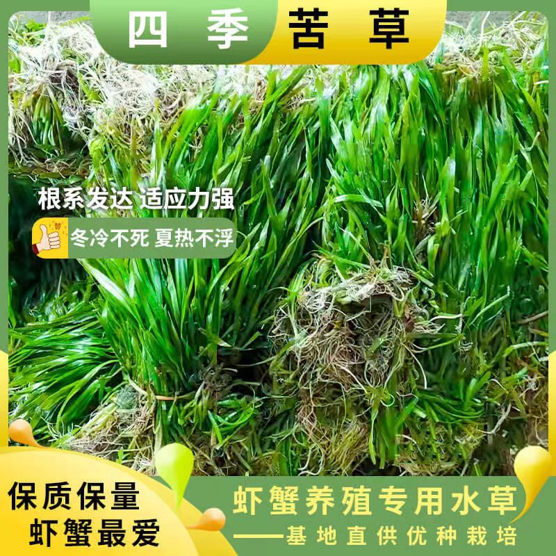 四季常青矮生苦草小龙虾螃蟹养殖净化水质扁担草水族水箱造景包邮