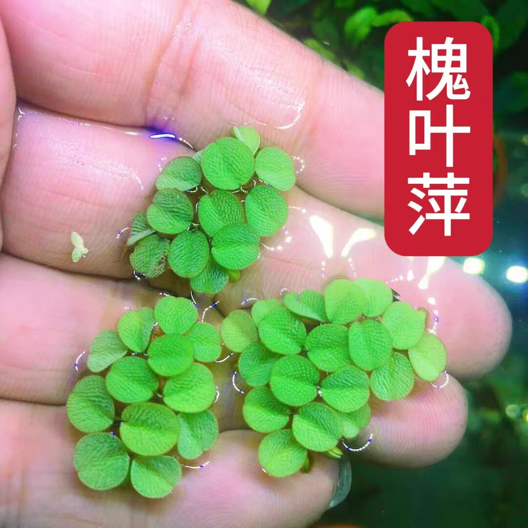 槐叶萍水草鱼缸净化水质造景水培植物水草鱼虾龟专用养龟水草