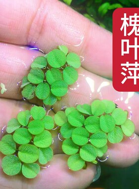 鱼缸净水槐叶萍浮萍水草乌龟用品