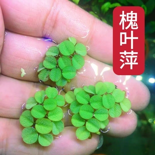 槐叶萍水草鱼缸净化水质造景水培植物水草鱼虾龟专用养龟水草