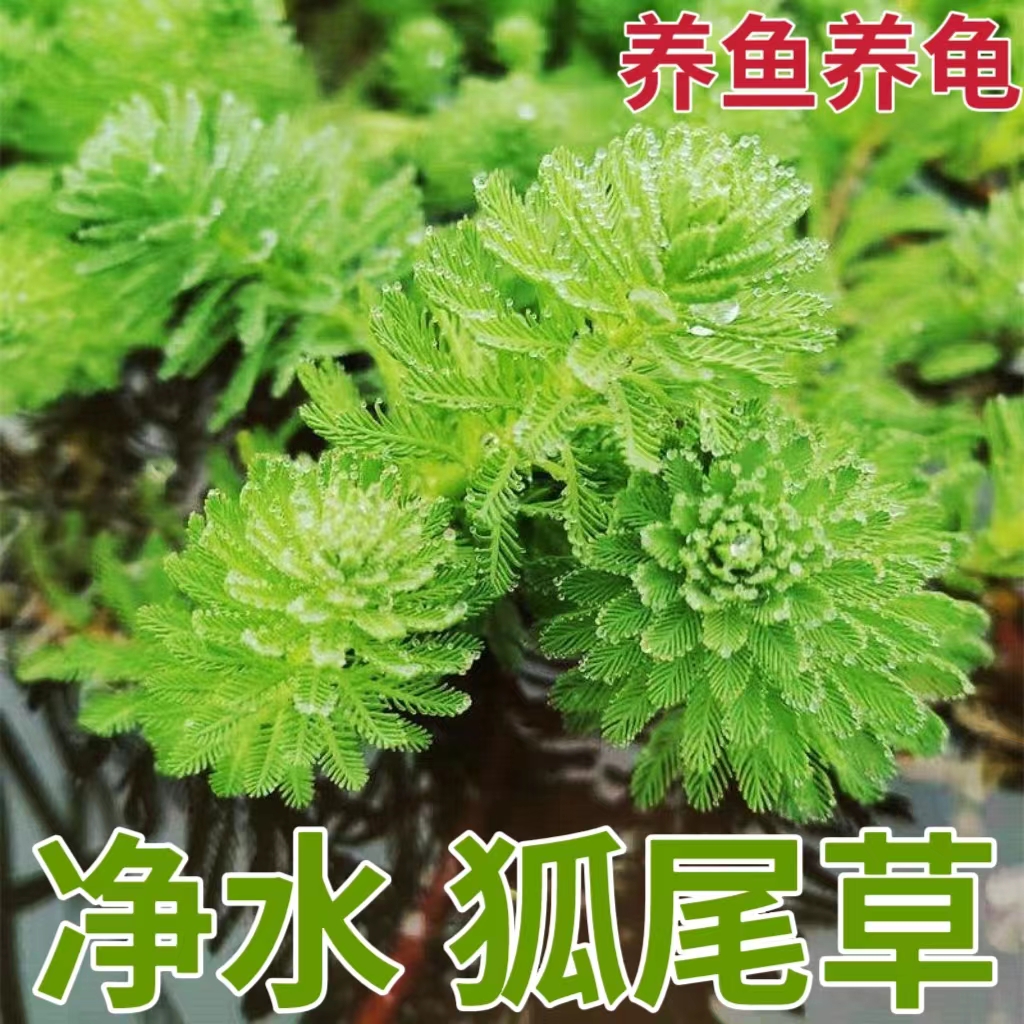 养龟养鱼狐尾藻净水植物浮萍水草