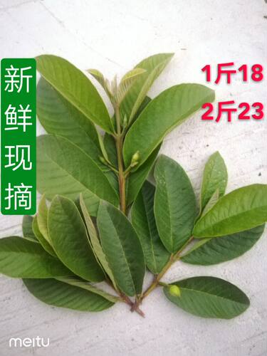新鲜现摘番石榴叶子野生红心